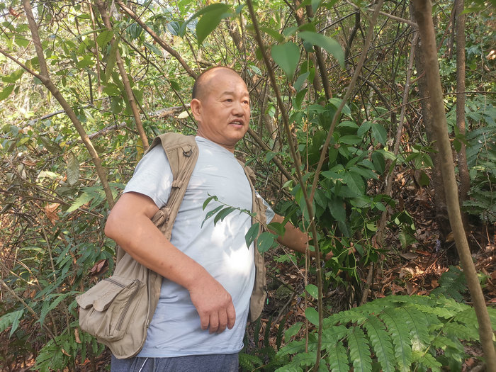 朱铁辉——一位能识别800多种野生中草药的民间药材种植专家